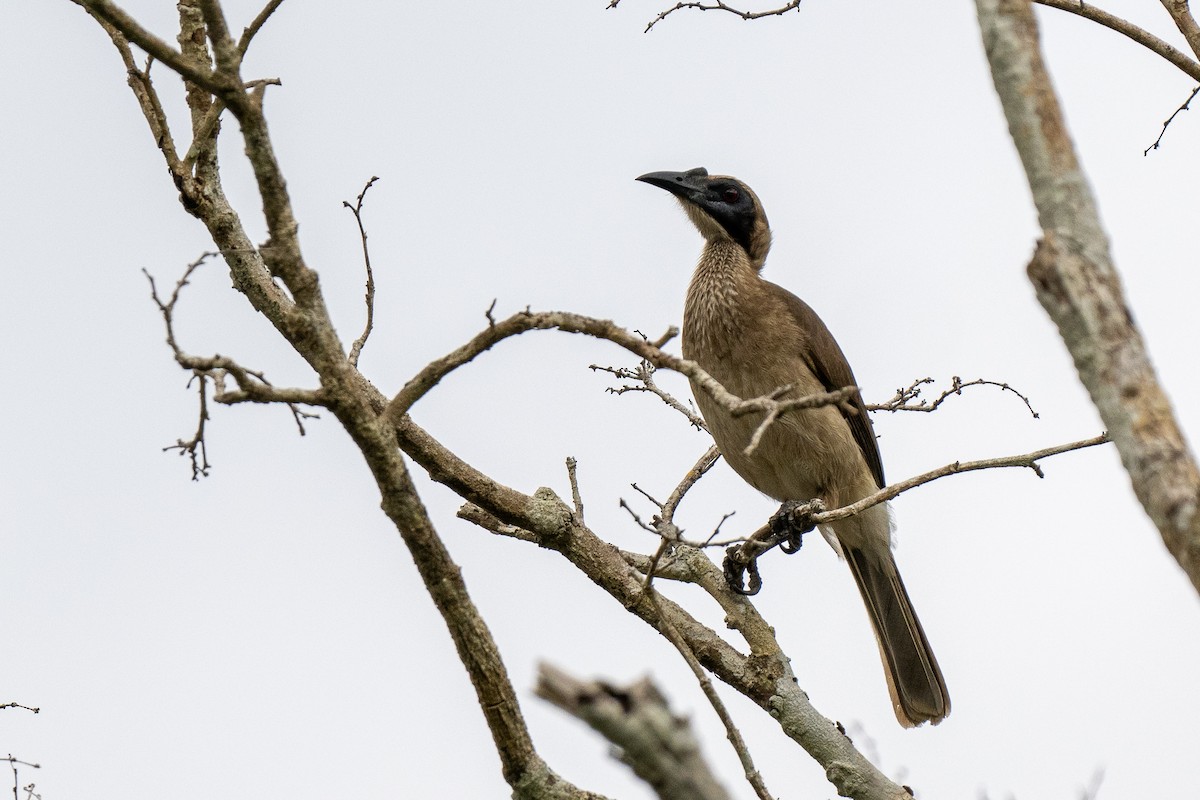 Helmeted Friarbird (Tenggara) - Forest Botial-Jarvis