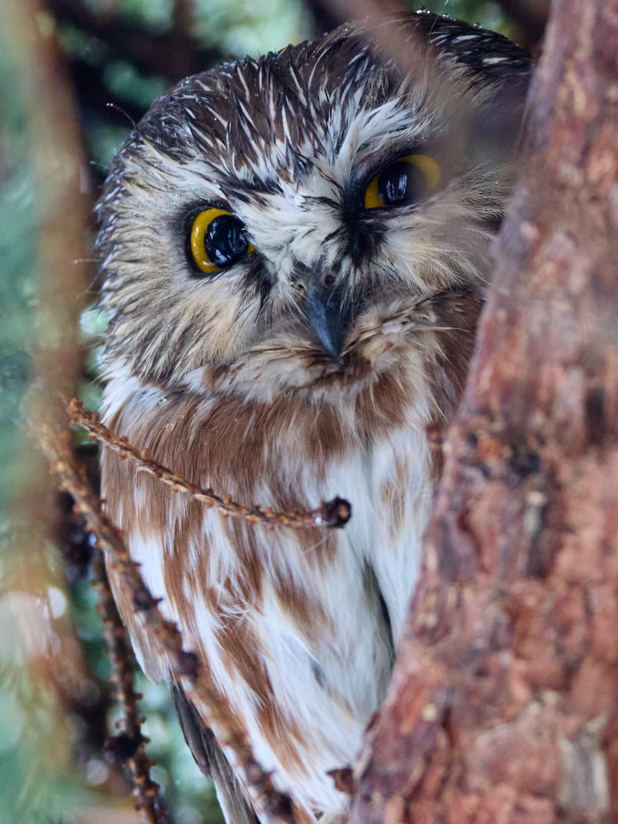 Northern Saw-whet Owl - ML613993501