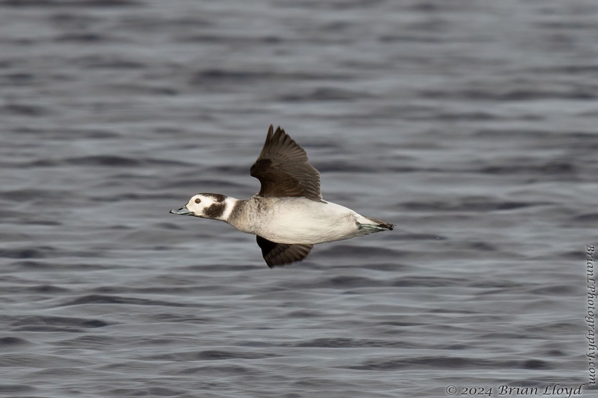 Long-tailed Duck - ML613993609