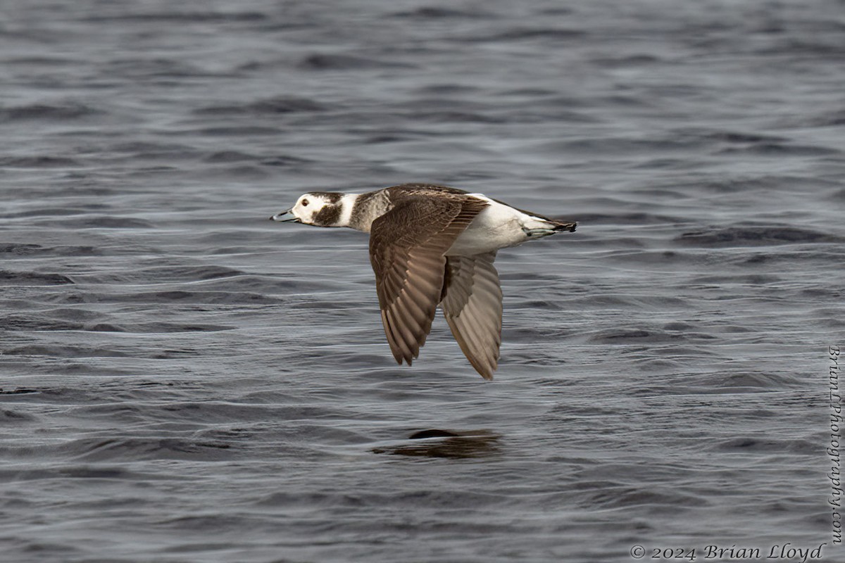 Long-tailed Duck - ML613993610
