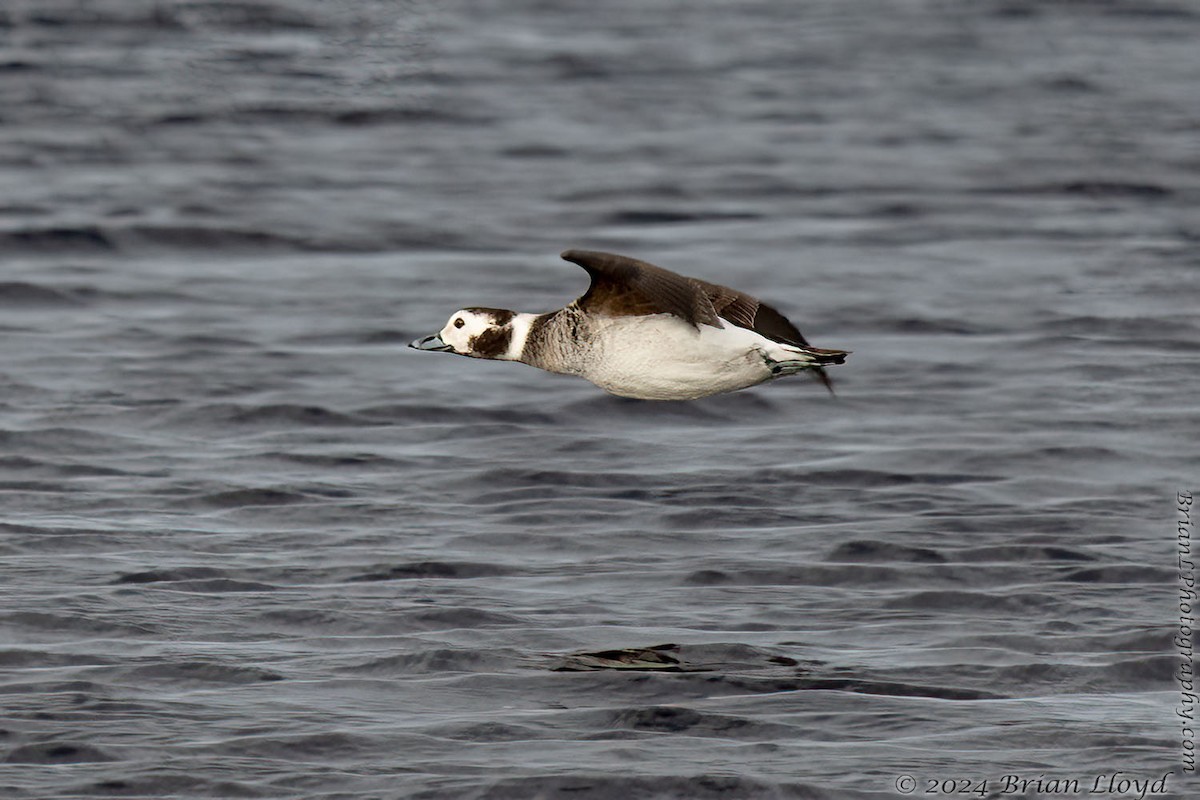 Long-tailed Duck - ML613993611