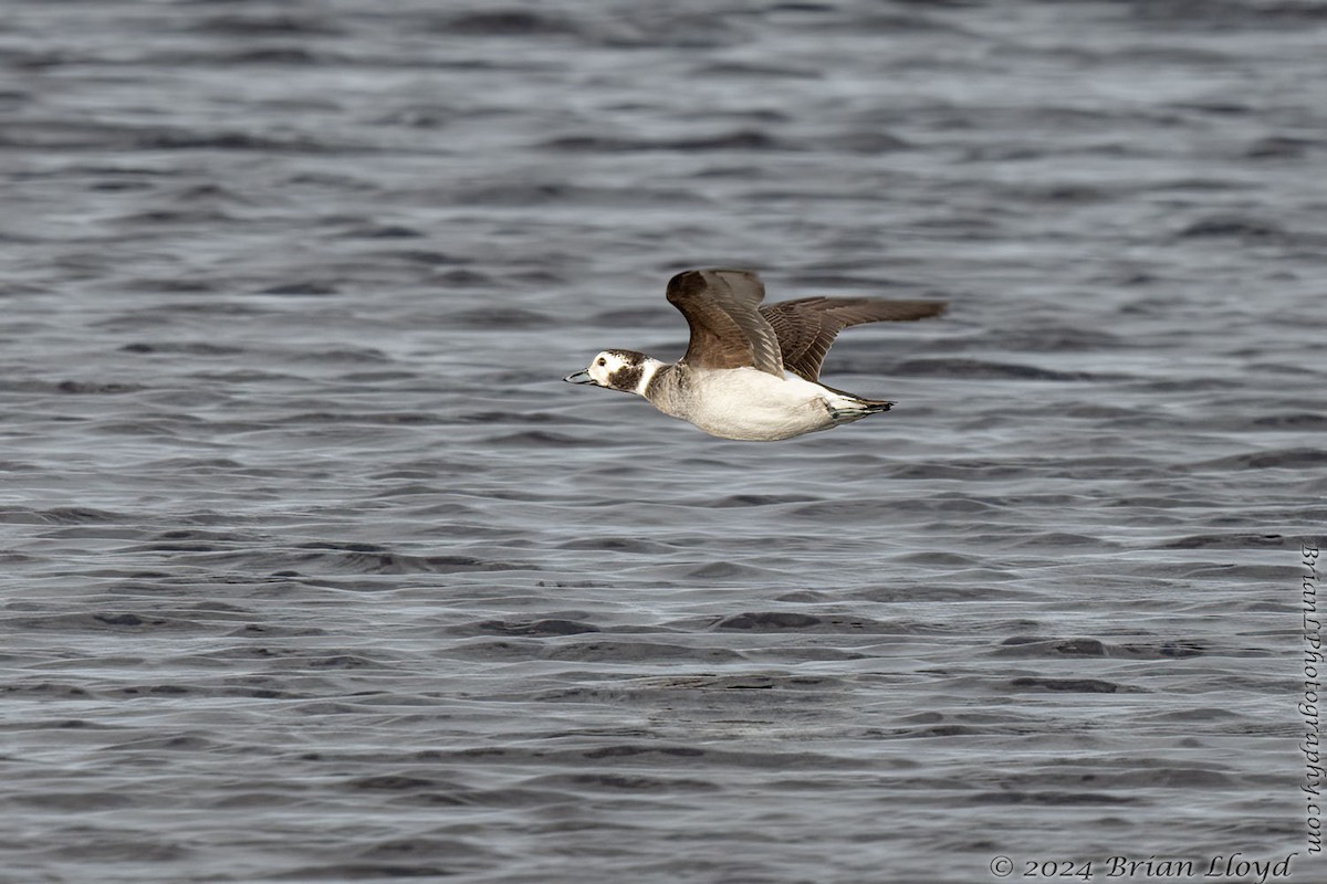 Long-tailed Duck - ML613993612