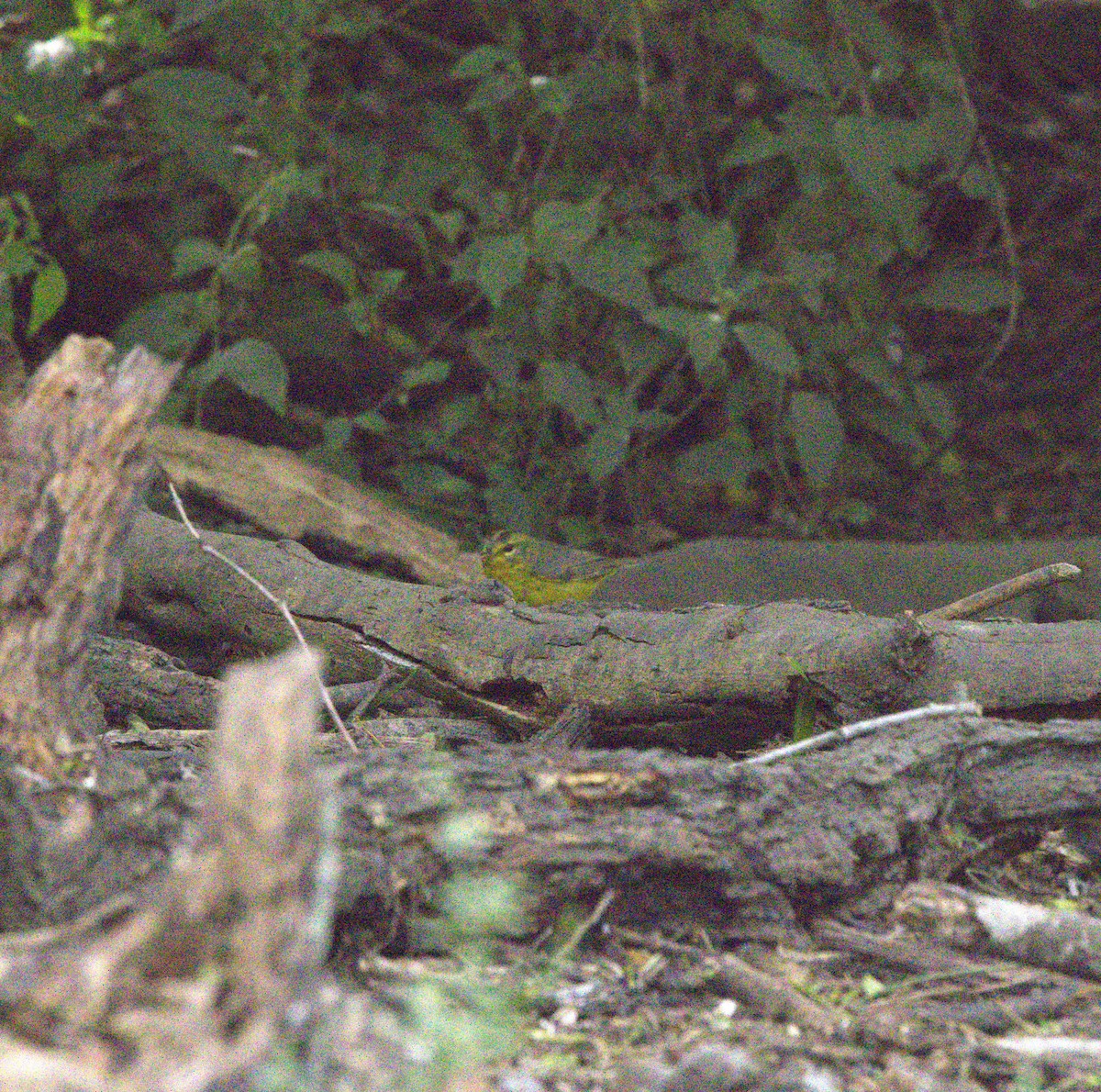 Golden-crowned Warbler - ML613993704
