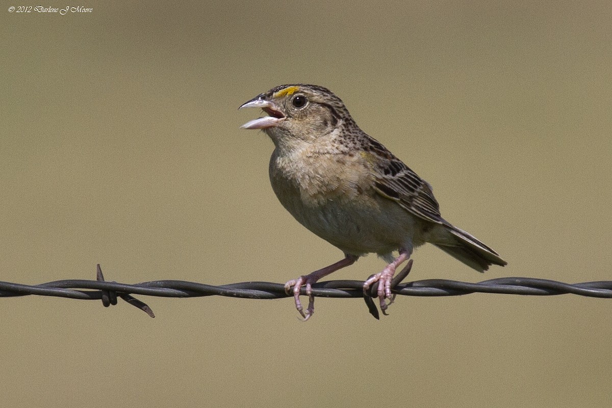 Grasshopper Sparrow - ML613993784