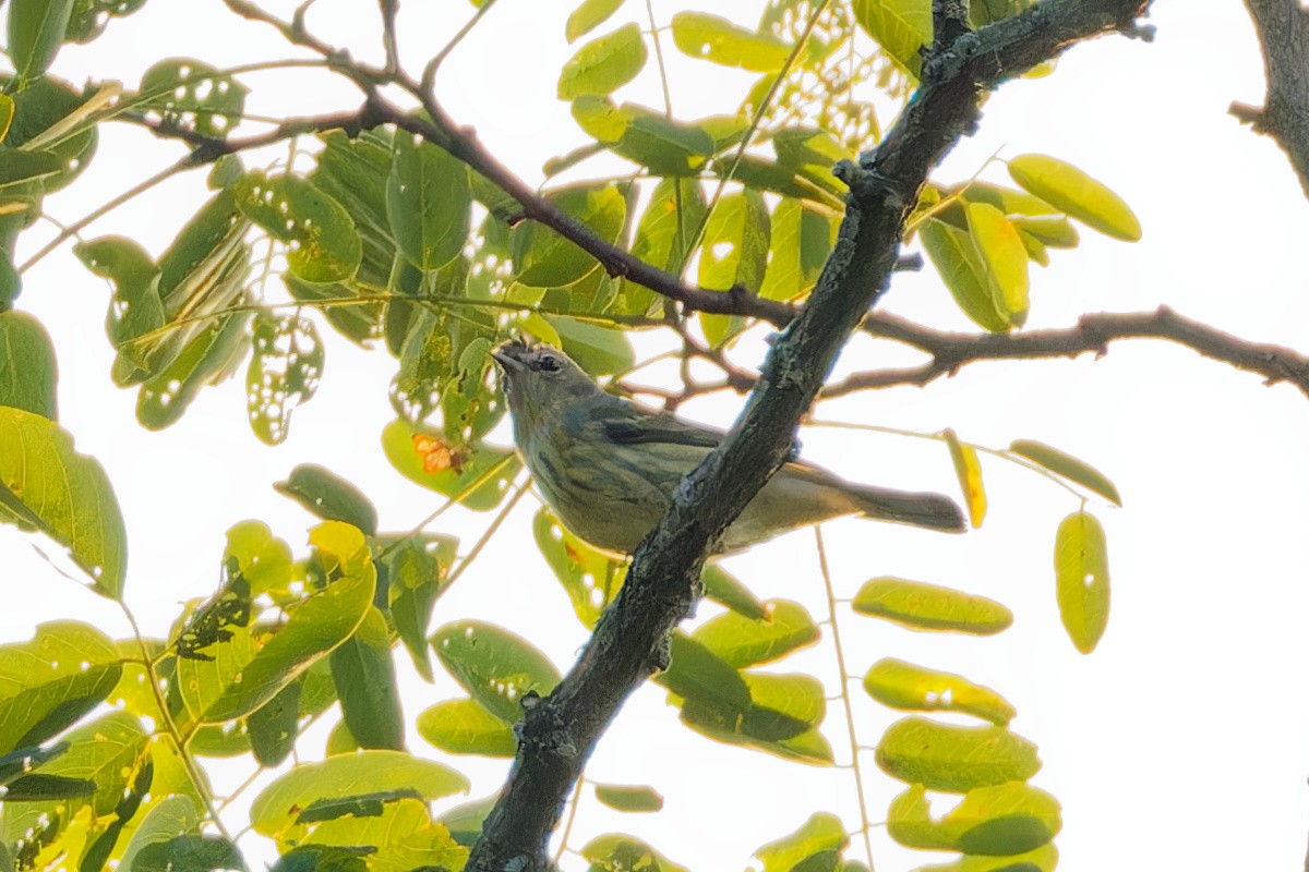 Cape May Warbler - ML613993792