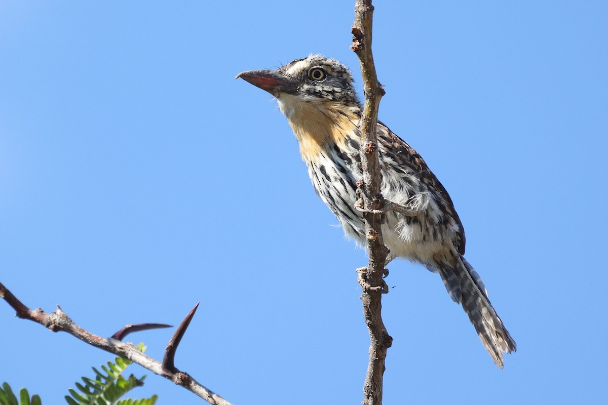 Spot-backed Puffbird (Chaco) - ML613994076