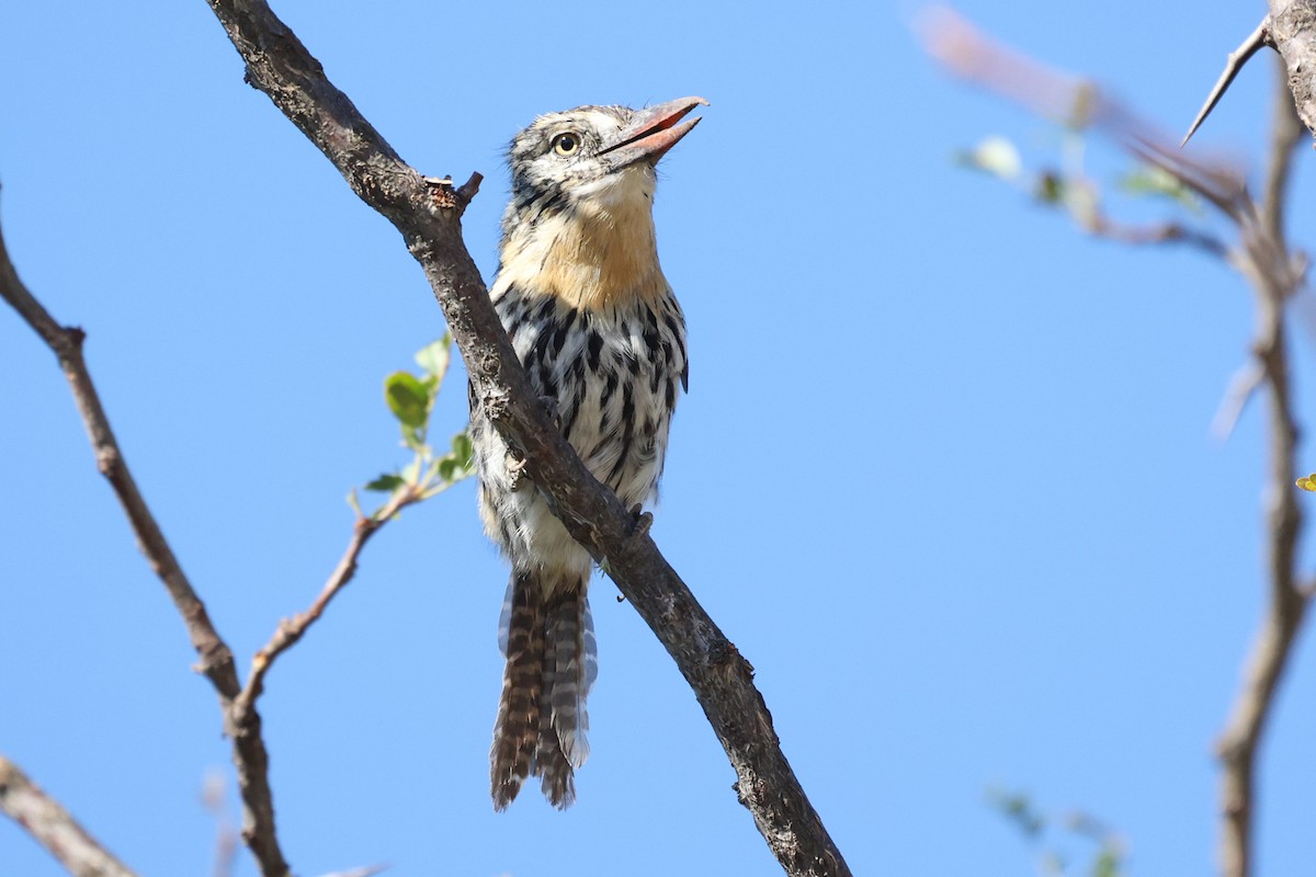 Spot-backed Puffbird (Chaco) - ML613994077