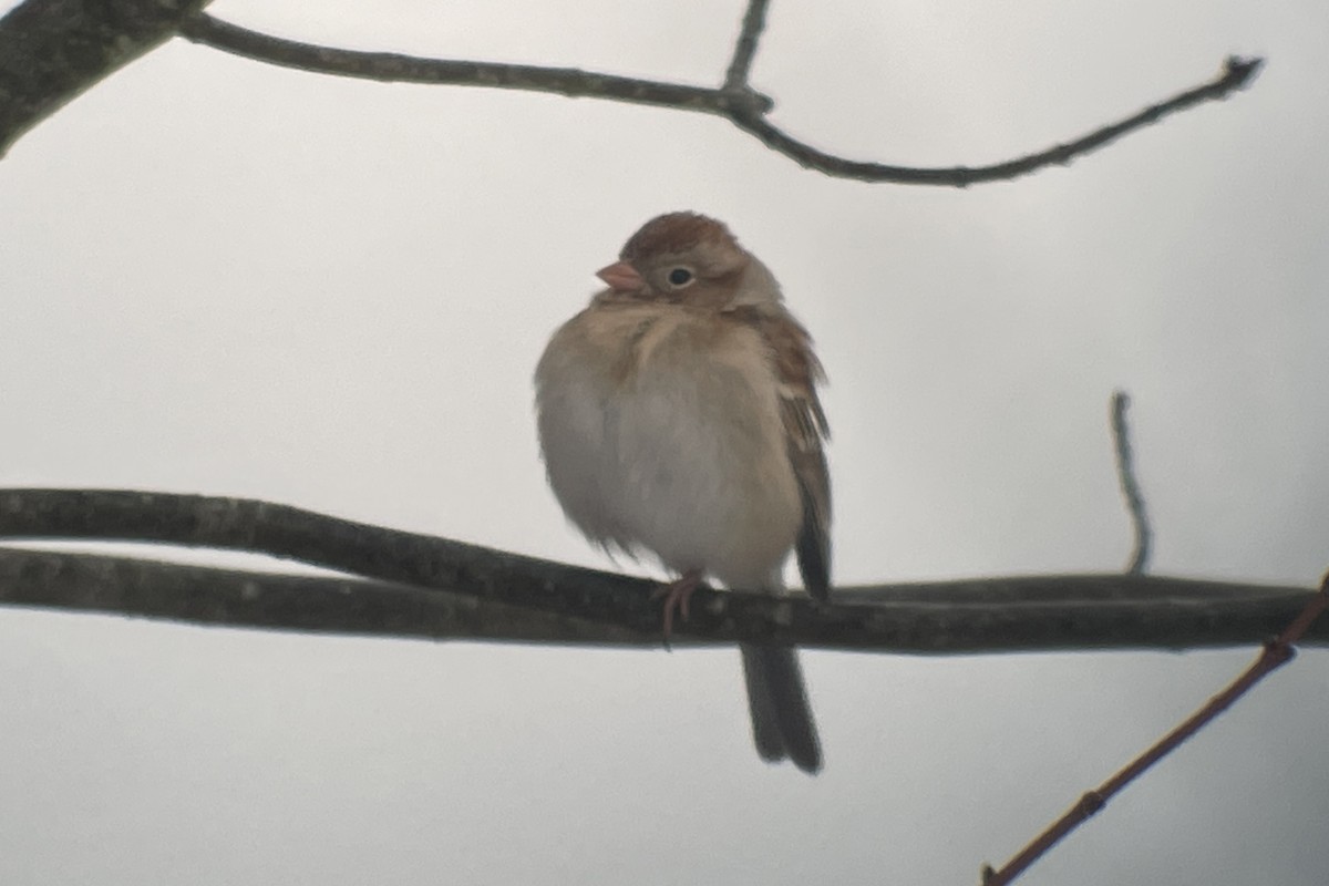 Field Sparrow - ML613994130