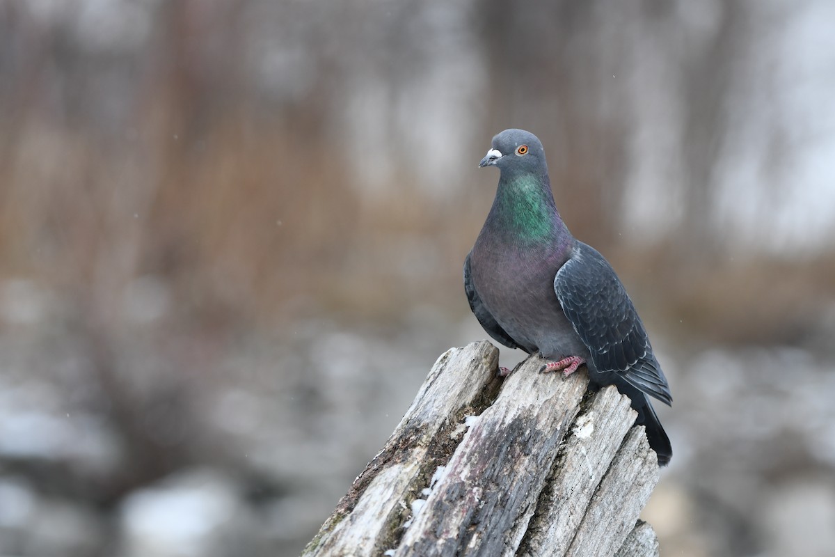 Rock Pigeon (Feral Pigeon) - ML613994131