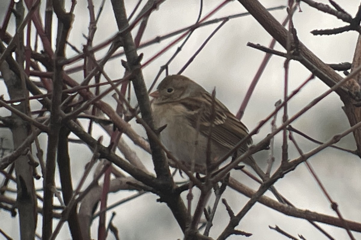 Field Sparrow - ML613994133