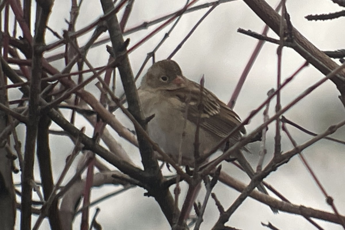Field Sparrow - ML613994134