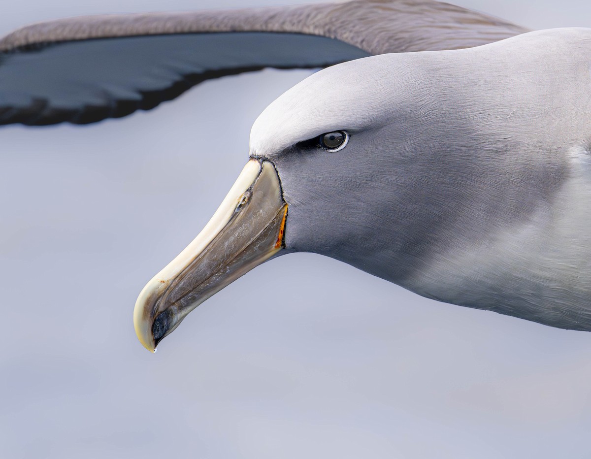 Salvin's Albatross - William Richards