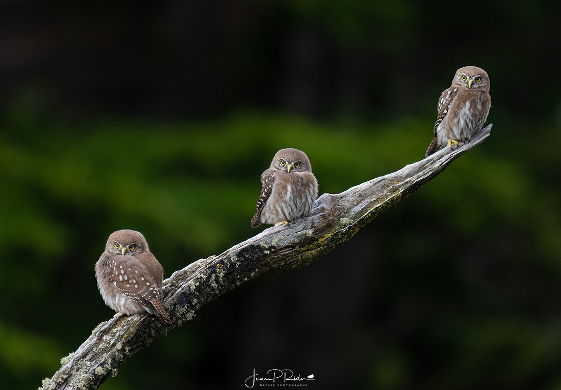 Austral Pygmy-Owl - ML613994222