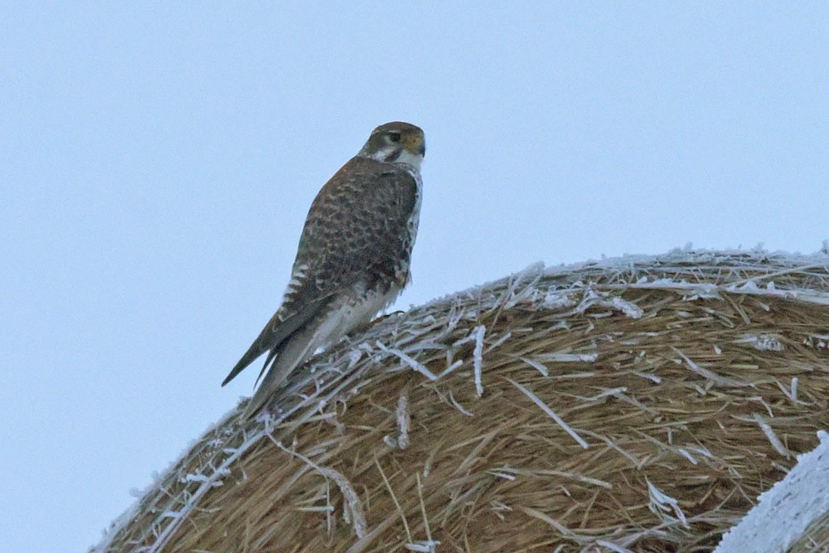 Prairie Falcon - Troy Hibbitts