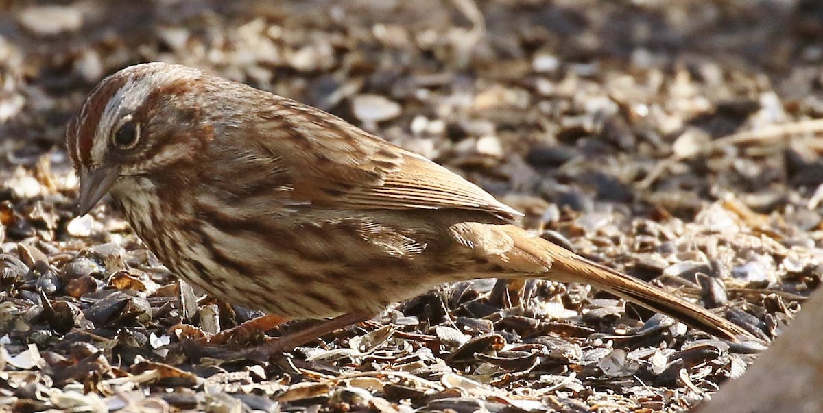 Song Sparrow - Debby Parker