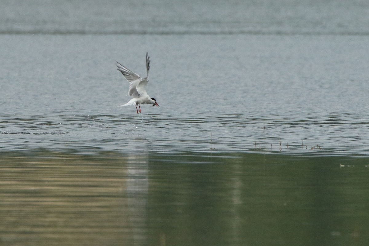Common Tern - ML613994730