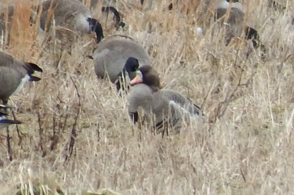Greater White-fronted Goose - ML613994778