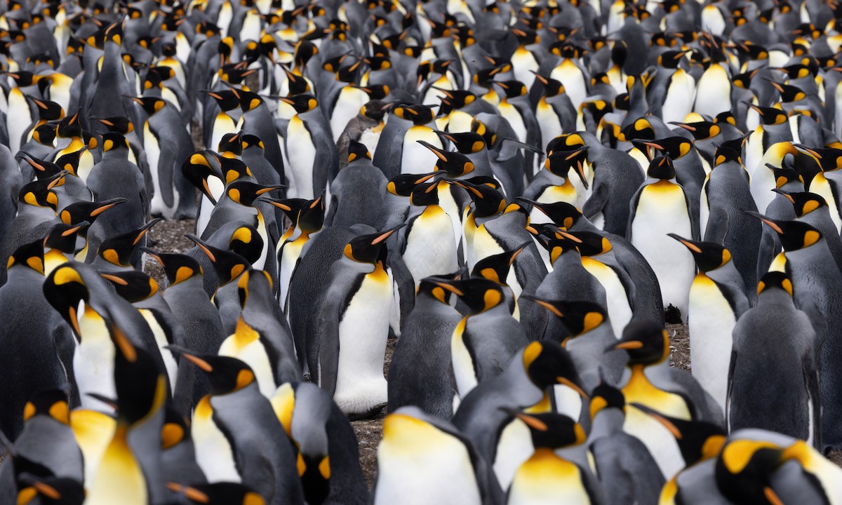 King Penguin - Luke Seitz
