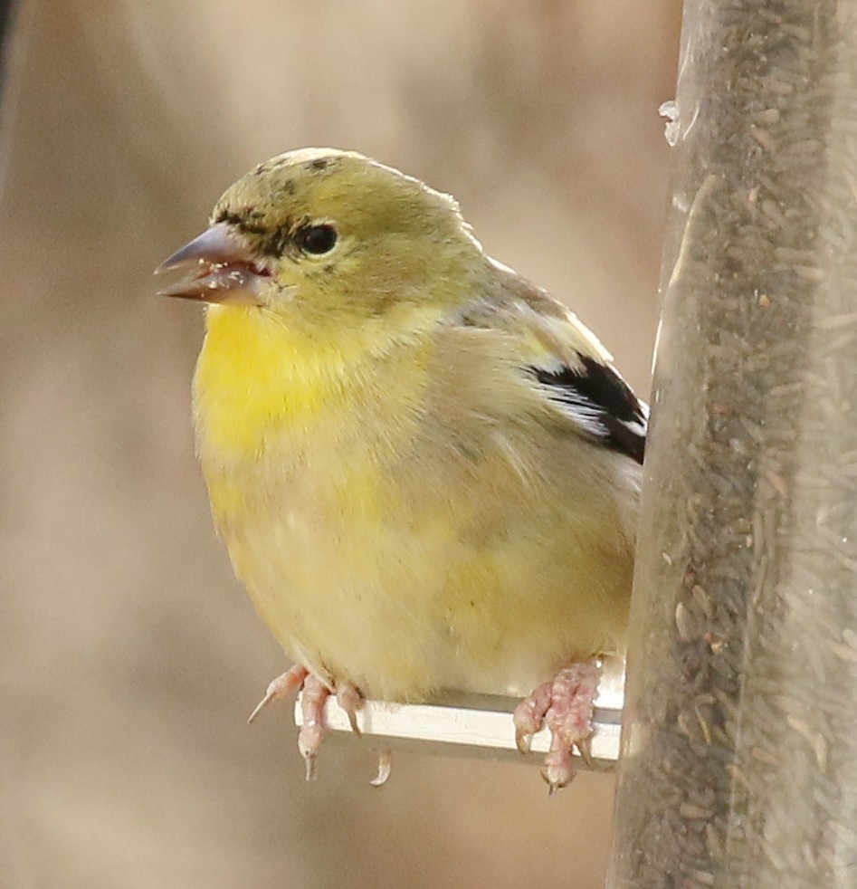 American Goldfinch - Debby Parker