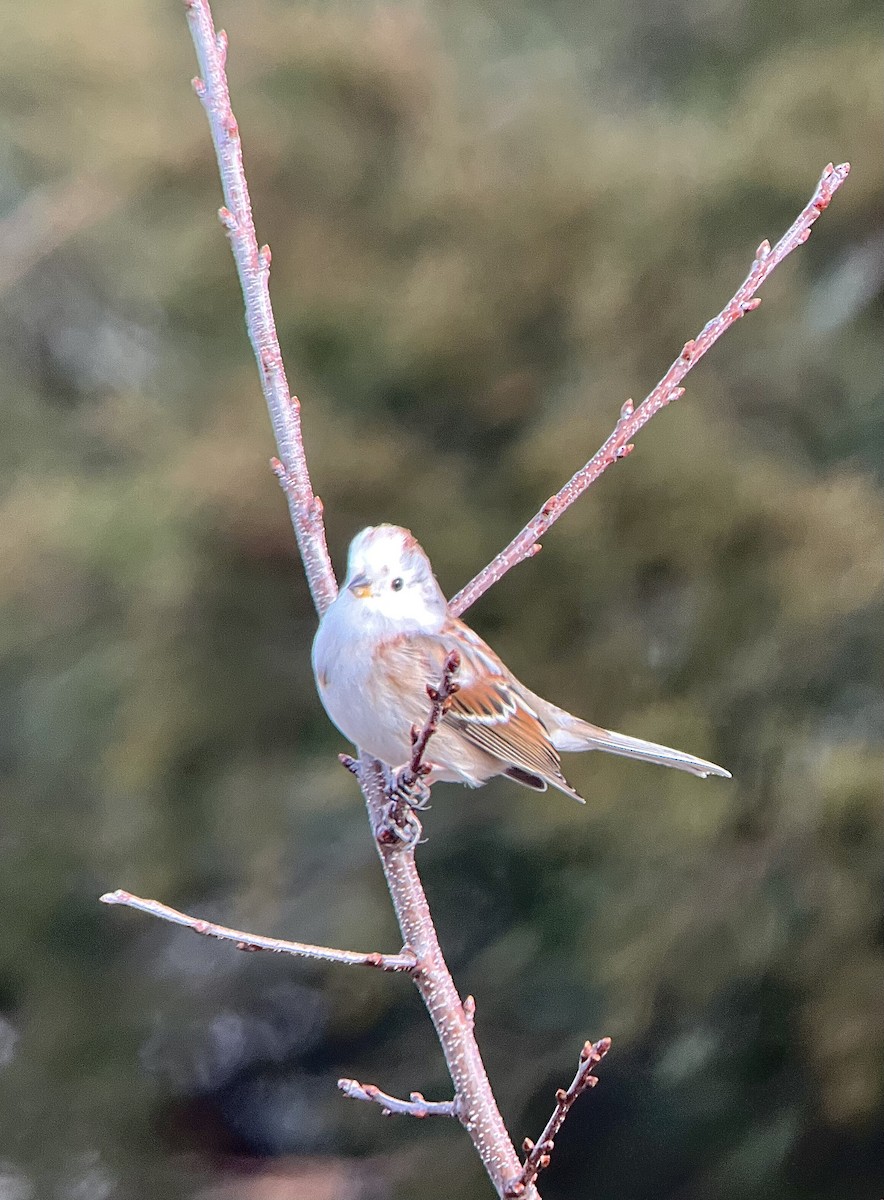 American Tree Sparrow - ML613994945