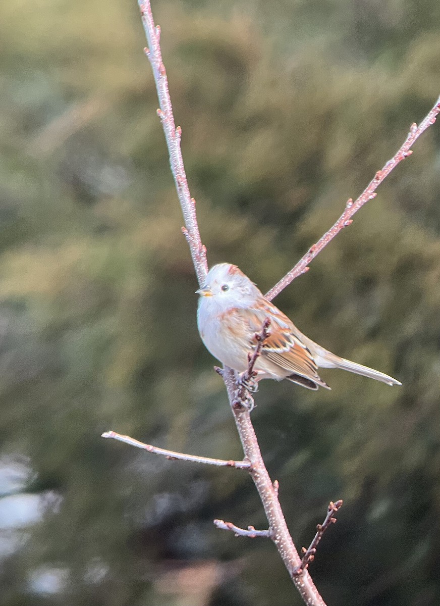 American Tree Sparrow - ML613994946