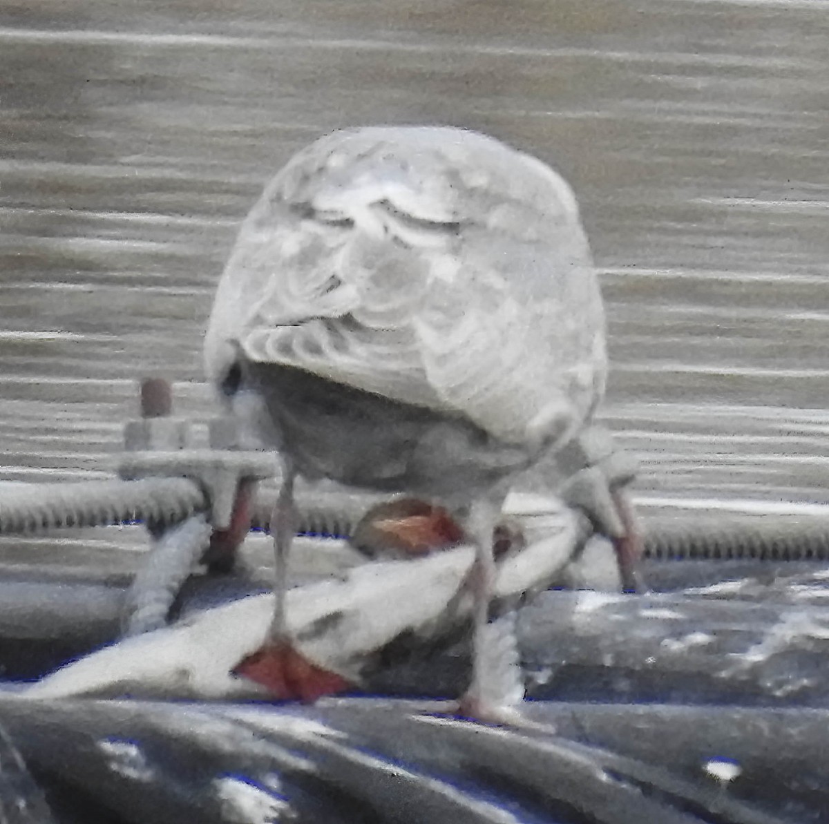 Herring x Glaucous-winged Gull (hybrid) - ML613995295