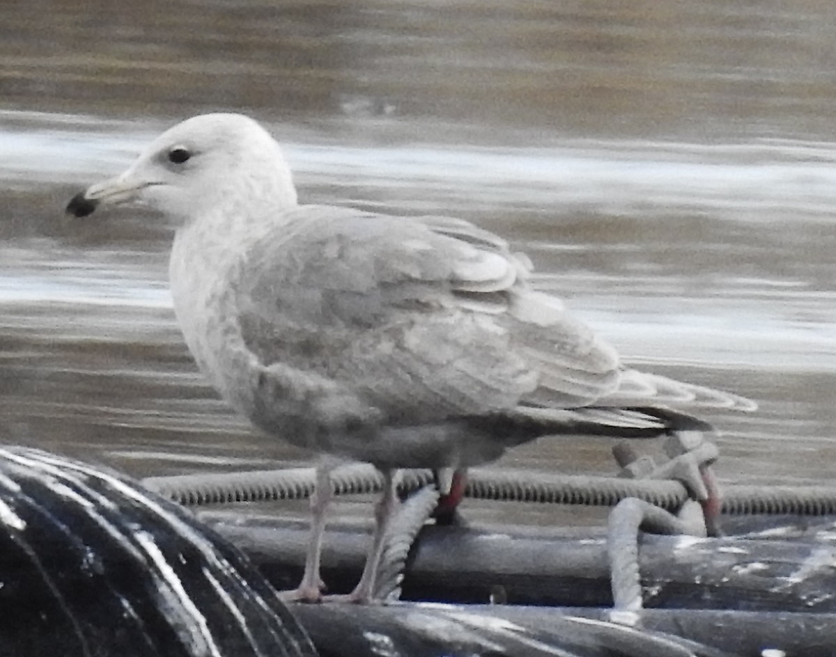 Herring x Glaucous-winged Gull (hybrid) - Van Truan