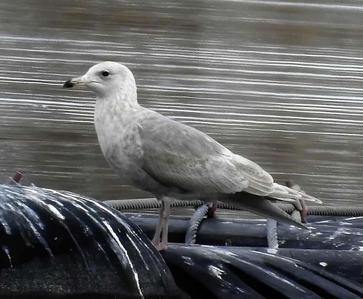 Herring x Glaucous-winged Gull (hybrid) - Van Truan