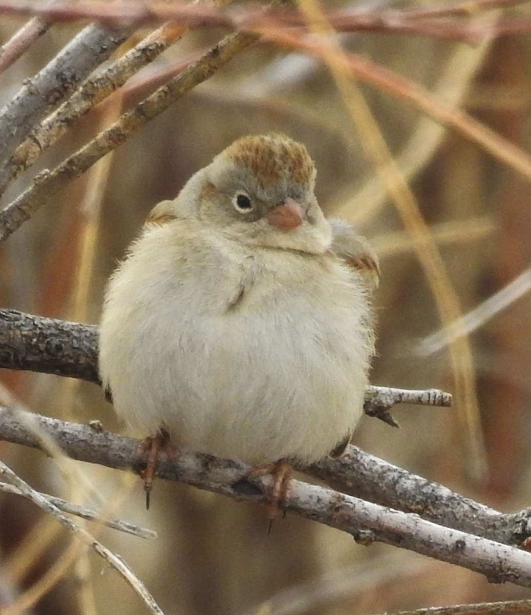 Field Sparrow - Van Truan