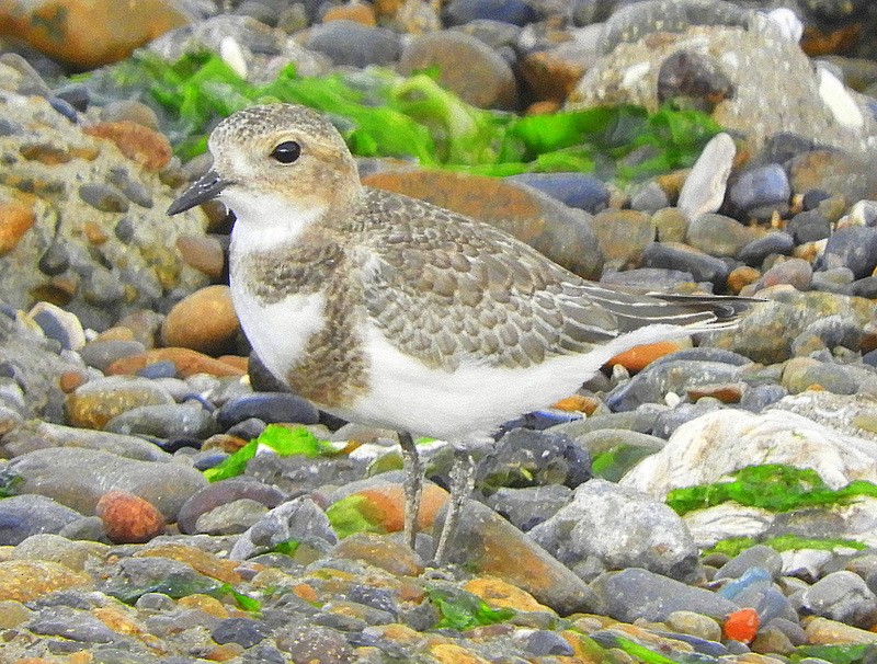 Two-banded Plover - ML613995870