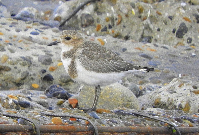 Two-banded Plover - ML613995873