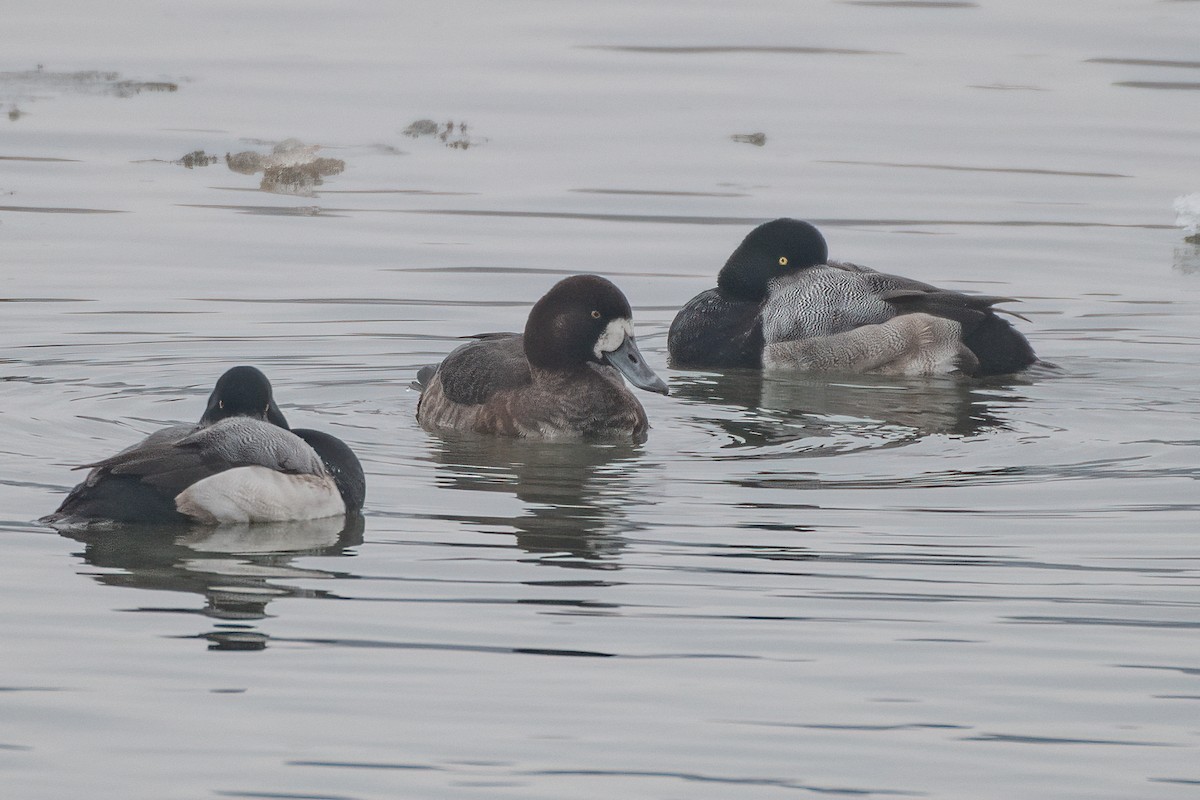 Greater Scaup - ML613995897