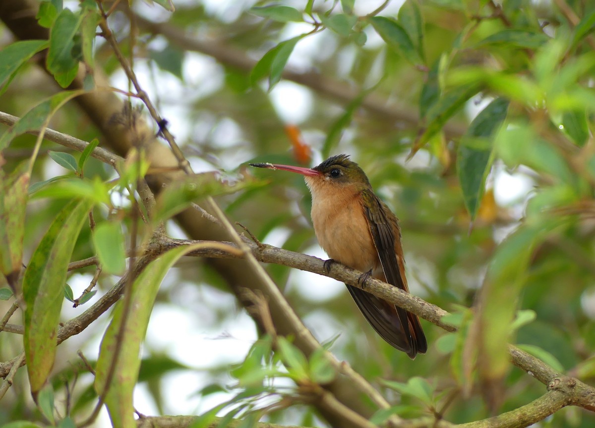 kolibřík ryšavý - ML613996156
