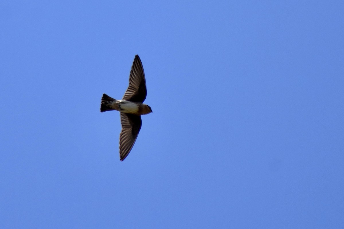 Cave Swallow - ML613997145