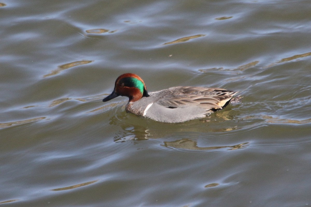 Green-winged Teal - ML613997185