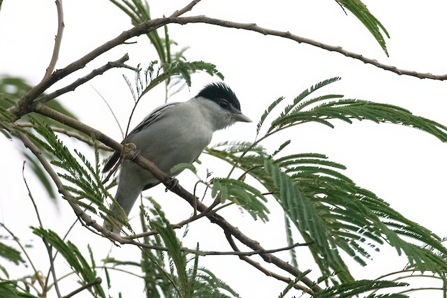 Gray-collared Becard