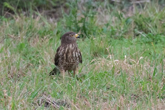 Roadside Hawk