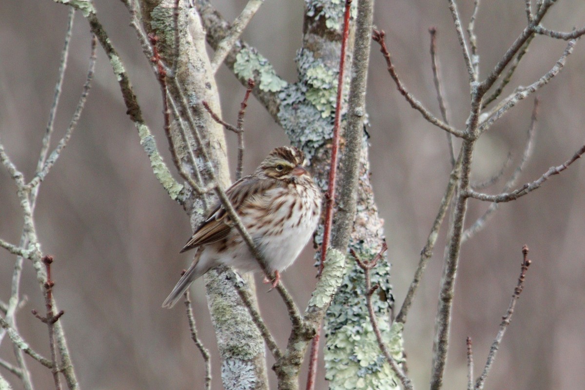 Savannah Sparrow - ML613997302
