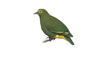 Negros Fruit-Dove - Ptilinopus arcanus - Birds of the World