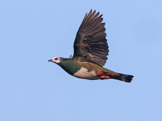  - Pink-bellied Imperial-Pigeon