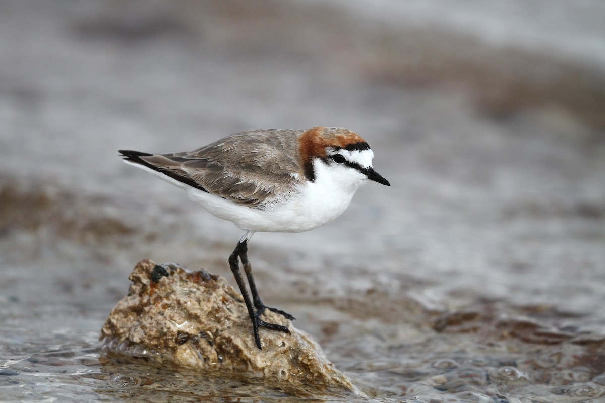 Red-capped Plover - ML613998233