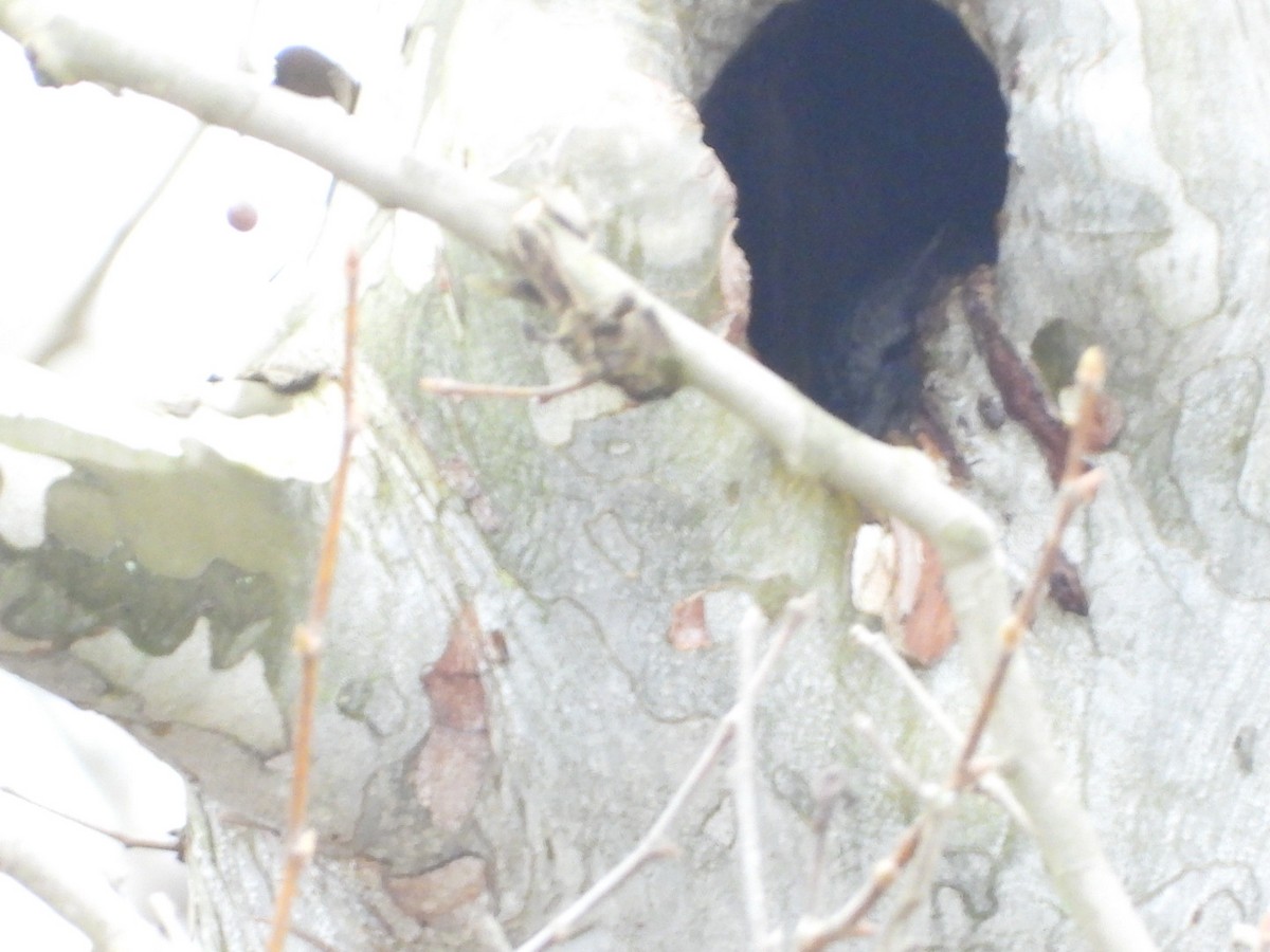 Ebird Checklist Jan Cuyahoga Valley Np Station Rd Towpath Trail Summit Co