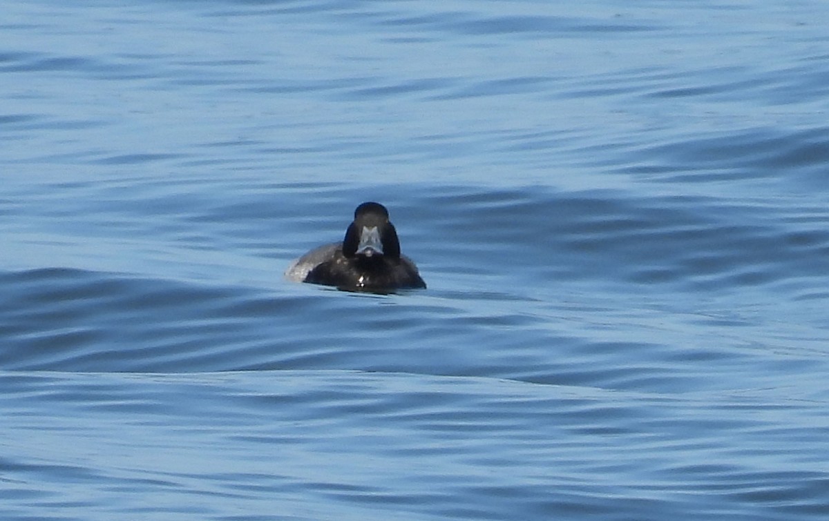 Greater Scaup - ML613998269
