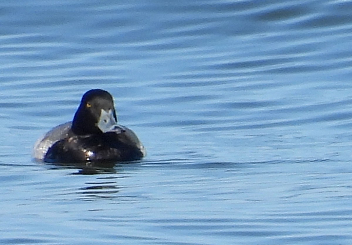Greater Scaup - ML613998279