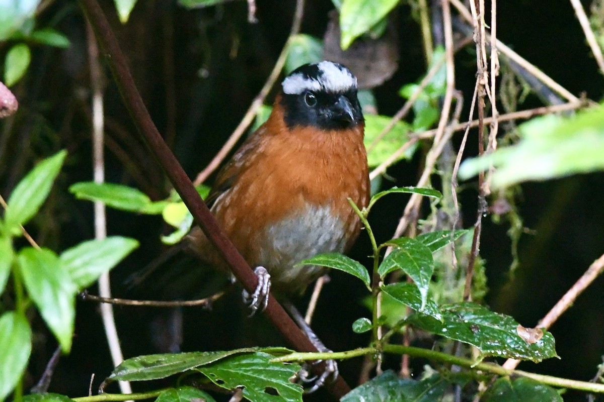 Tanager Finch - ML613998314