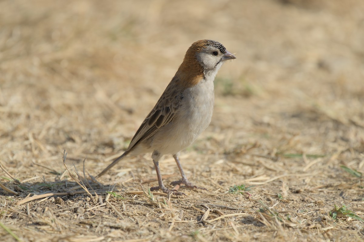 Speckle-fronted Weaver - ML613998441