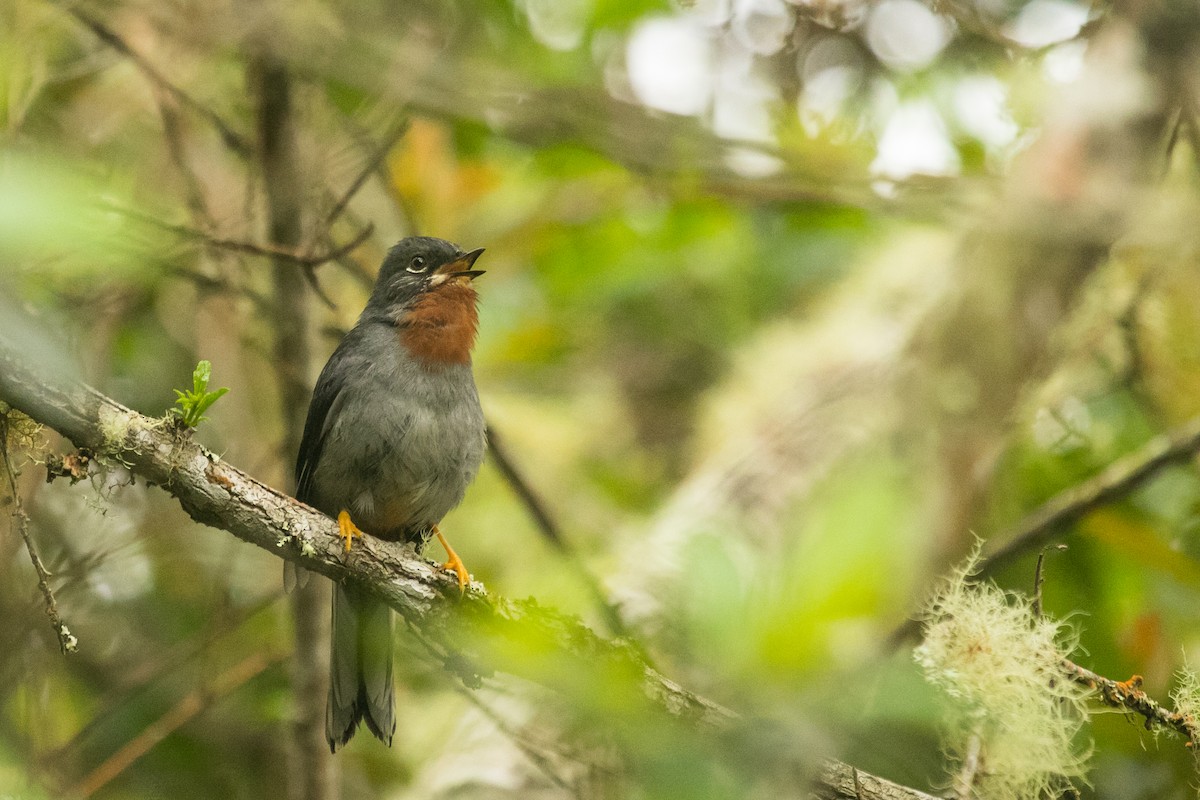 Rufous-throated Solitaire - ML613998471