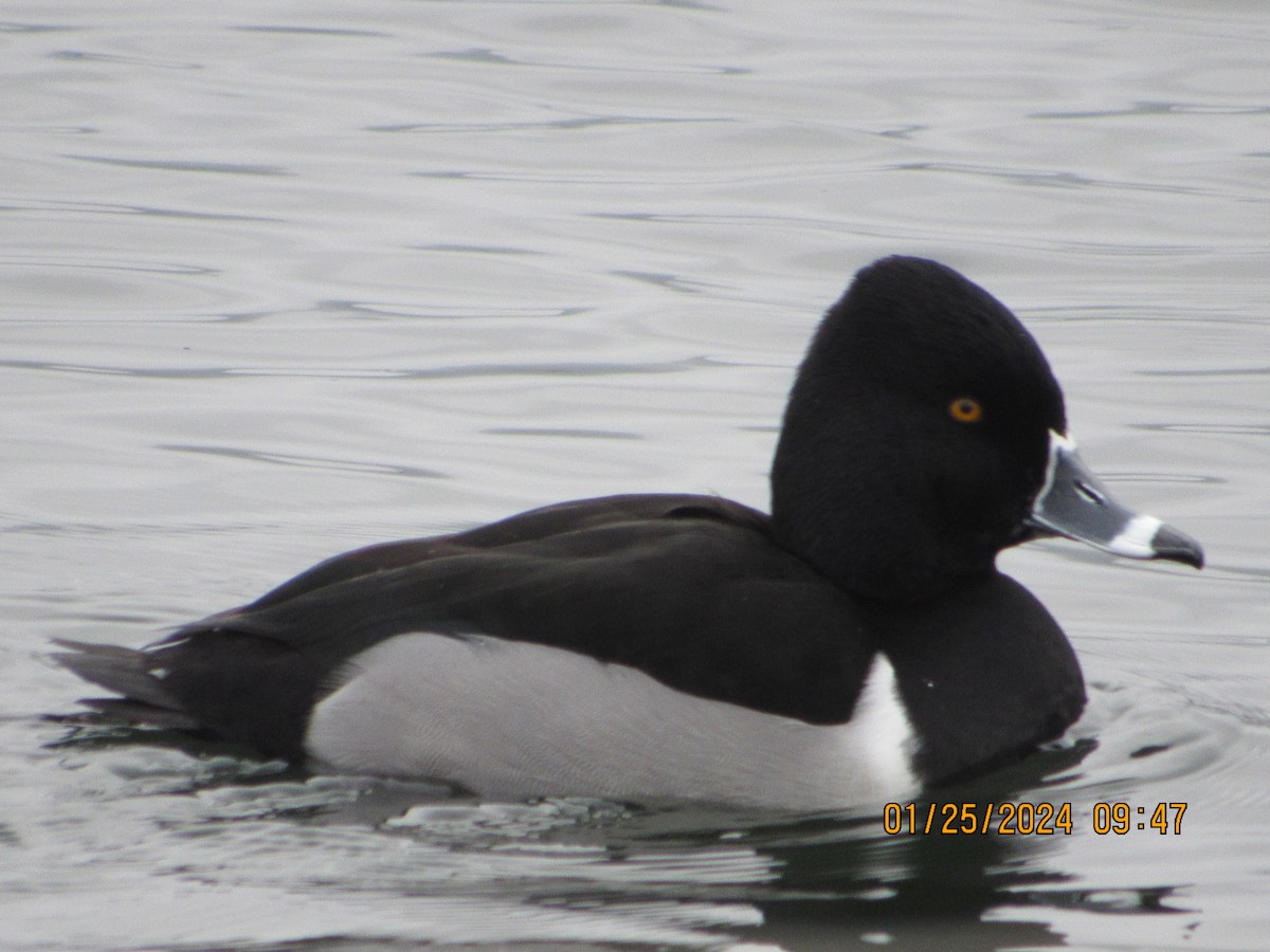 Ring-necked Duck - ML613998492