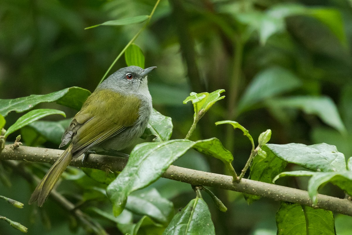 Green-tailed Warbler - Mitch Walters