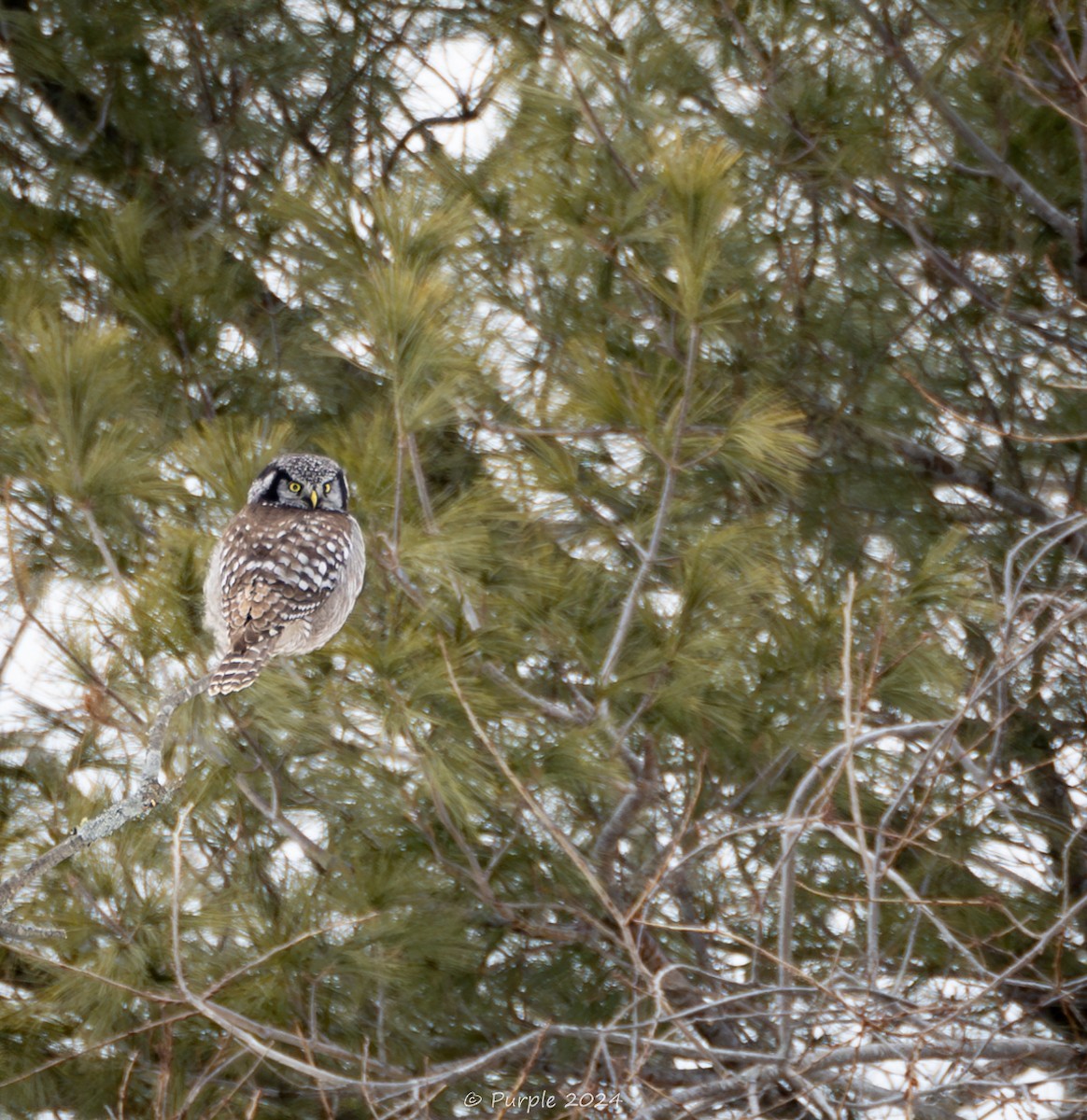 Northern Hawk Owl - ML613998509